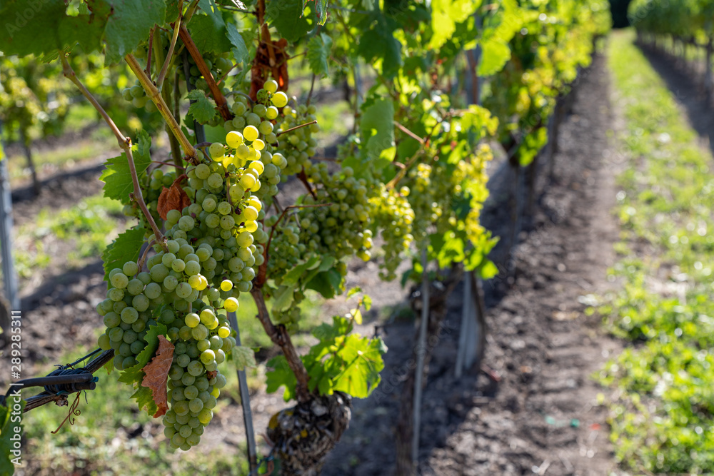 Weinberg mit reifen Trauben kurz vor der Weinlese