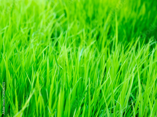 Close up view of green grass