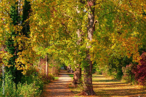 farbiges Herbstlaub in einem Wald, Ahorn