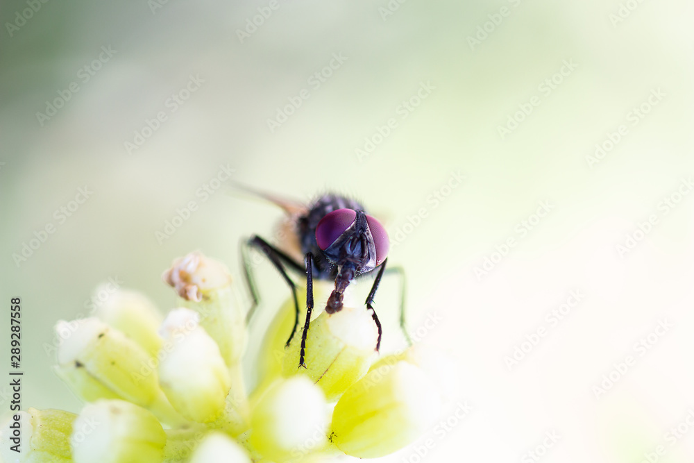 Flying insect eyes Flying insect eyes