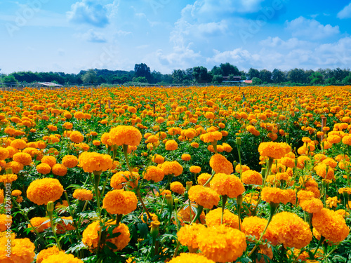 A beautiful Marigolds in the flowers garden with the blue sky background