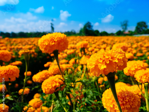 A beautiful Marigolds in the flowers garden with the blue sky background