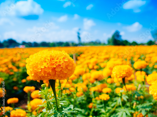 Closeup a beautiful Marigolds in the flowers garden