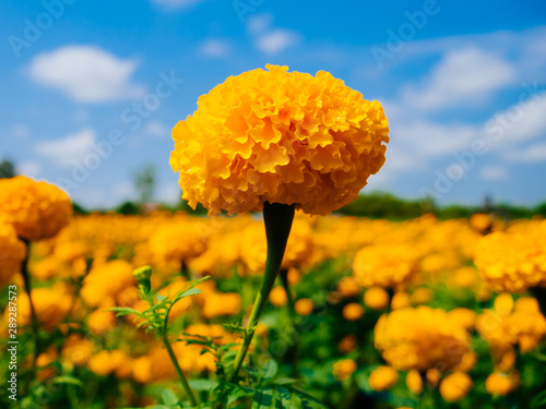 Closeup a beautiful Marigolds in the flowers garden