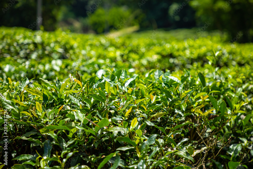 Green tea garden inland island Hainan, China Green tea garden inland island Hainan, China