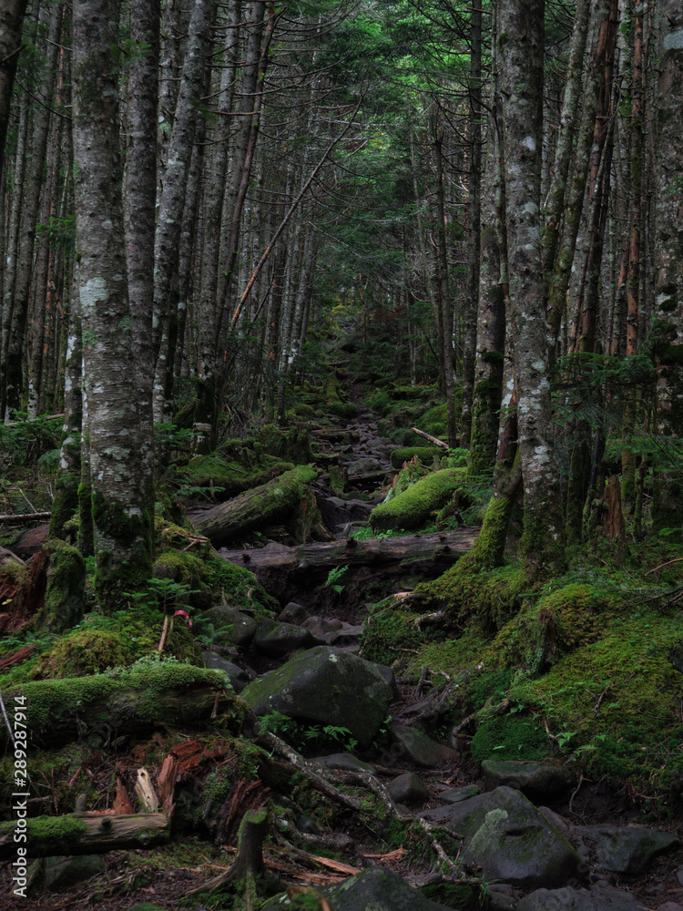 Obraz premium 八ヶ岳（麦草峠・白駒池）の苔の森