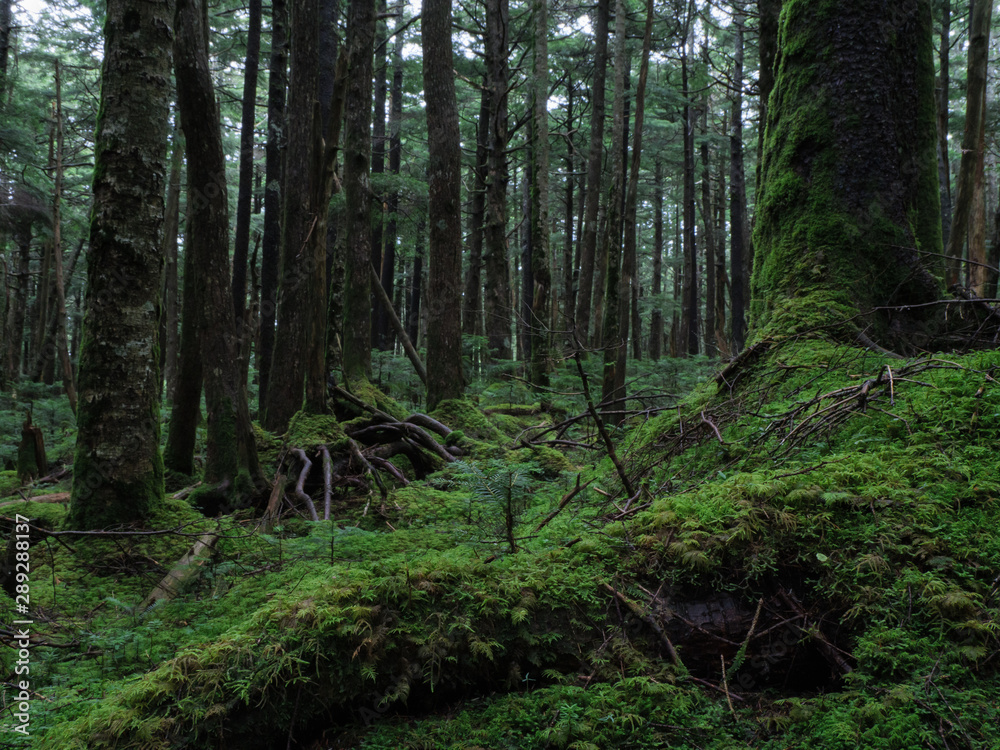 Obraz premium 八ヶ岳（麦草峠・白駒池）の苔の森