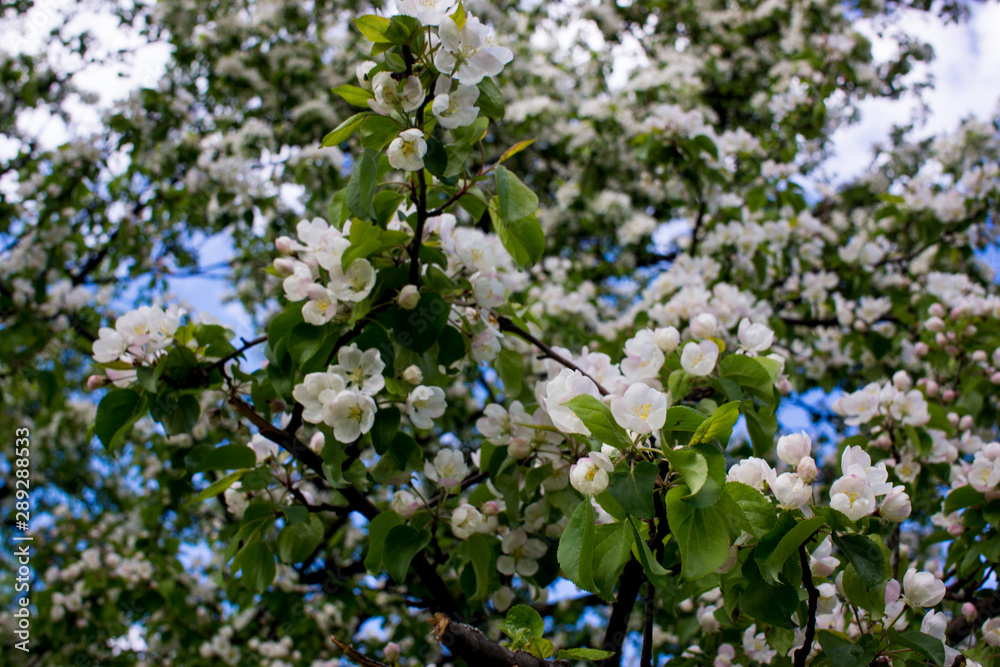 flowering branches of Apple trees in a natural environment. tenderness and light. spring beauty. the Apple tree in its glory. Soft focus flowering branches of Apple trees in a natural environment. tenderness and light. spring beauty. the Apple tree in its glory. Soft focus