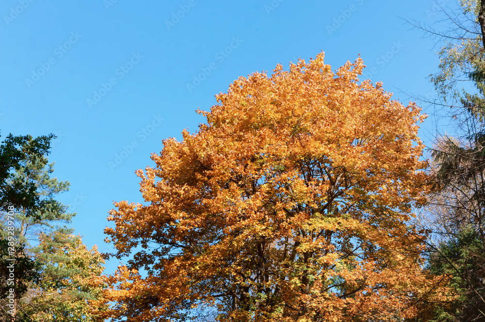 Fototapeta premium Autumn trees. Yellowed leaves against the blue sky.