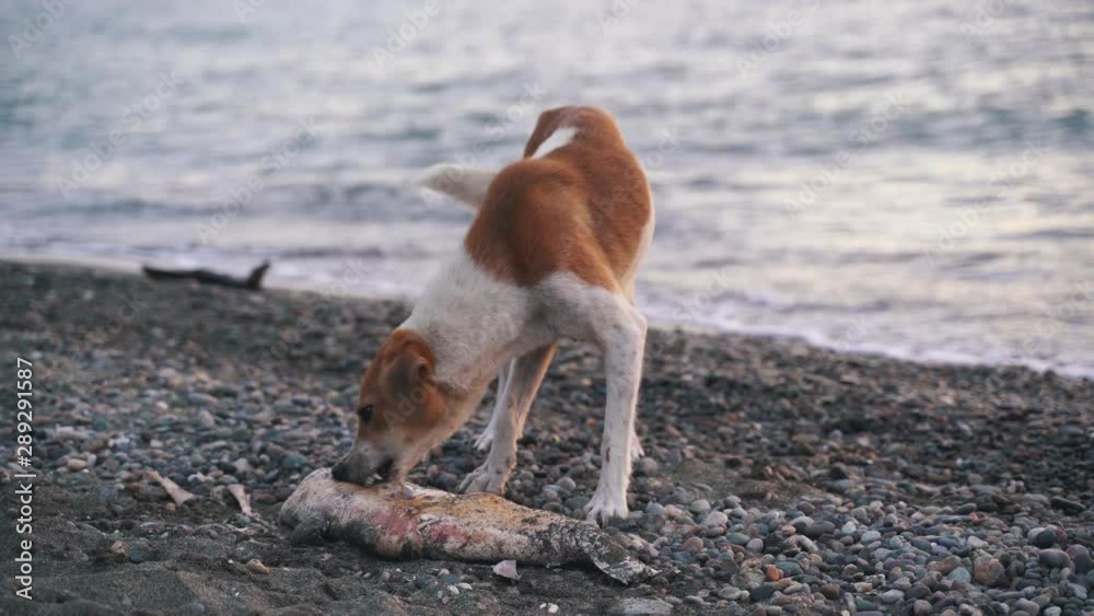 A stray dog eats a small dead dolphin A stray dog eats a small dead dolphin