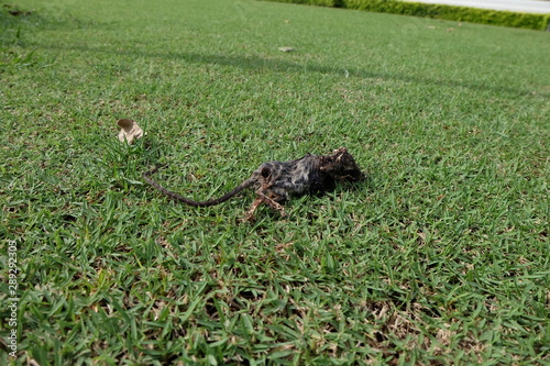Carcass, Dead rat on the floor. - image
