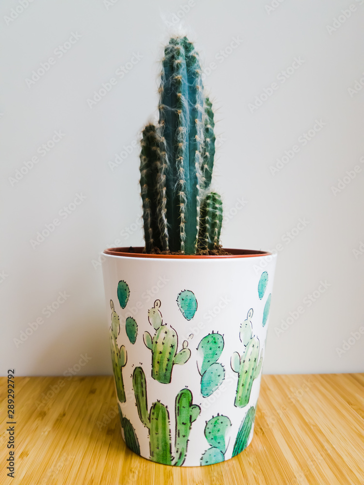 Green cactus with sharp thorns and soft down Green cactus with sharp thorns and soft down