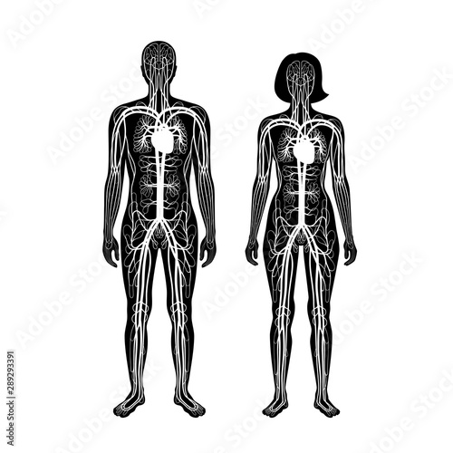 circulatory system anatomy