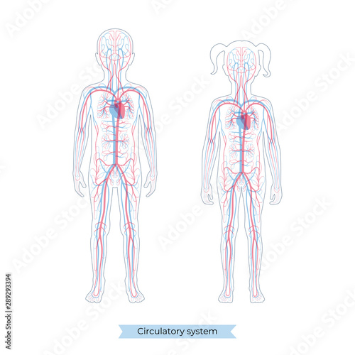 circulatory system anatomy