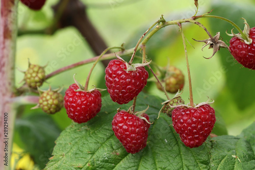 Perfectly raspberries in forest on plant. Forest delicacy for everyday exertion. Natural berries for snack. Rubus idaeus on stem. It contains many useful vitamins