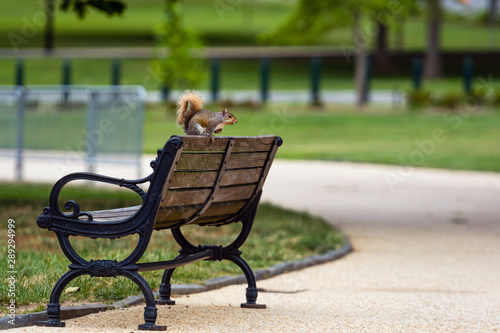 Nosy brown squirrel sitting on the edge of athe bench - image © ako-photography
