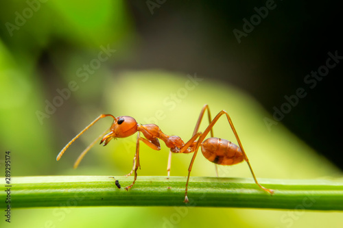 Red ants are looking for food on green branches. Work ants are walking on the branches to protect the nest in the forest. © witsawat