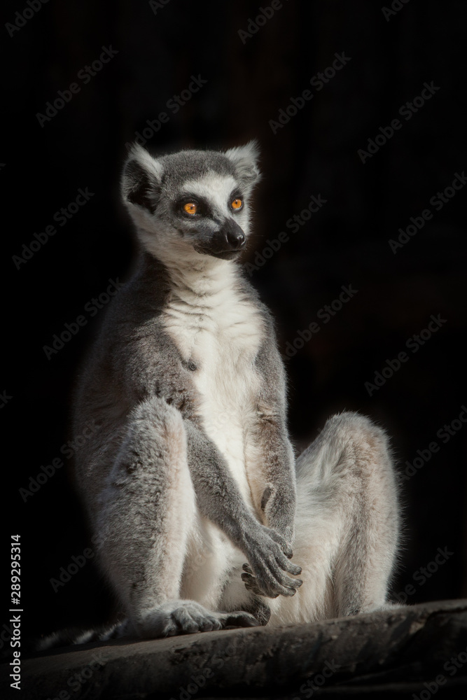 Naklejka premium ring-tailed lemur in the dark (black background) sits as if engaged in spiritual prakiki