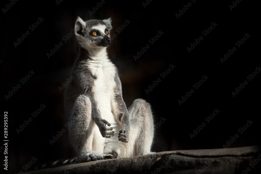 ring-tailed lemur in the dark (black background) sits as if engaged in spiritual prakiki