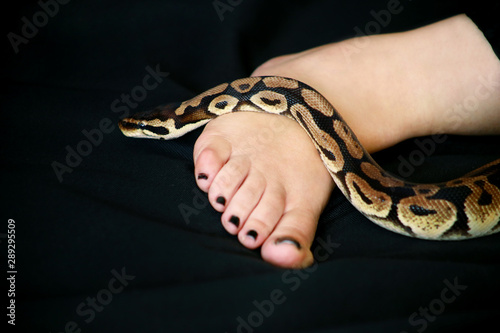 Leg with Royal Python snake. Ball Python slithering on female foot and leg. Species snake Python regius non poisonous crawling across black cover bed. Exotic tropical cold blooded reptile. Pet concept
