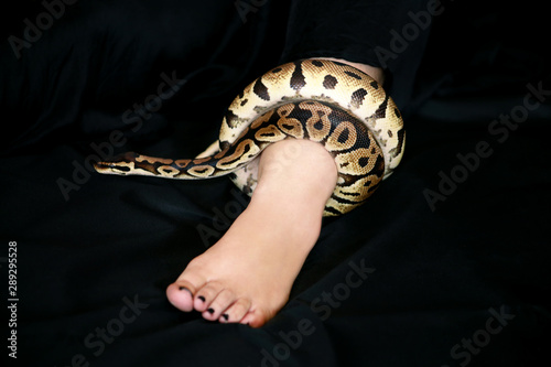 Leg with Royal Python snake. Ball Python slithering and crawling around female leg and foot on black bed. Exotic tropical cold blooded reptile animal, non poisonous Python regius species of snake.