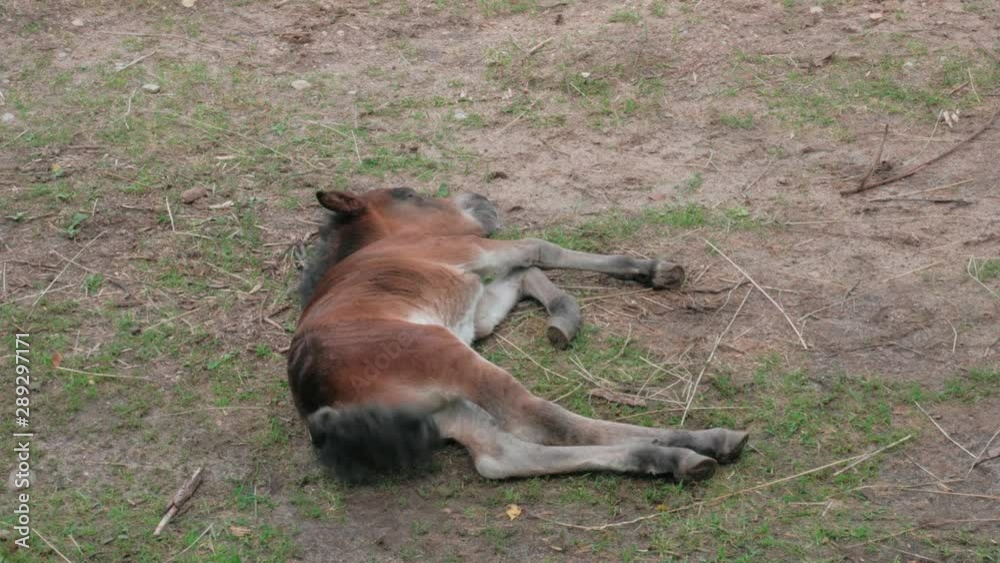 Tired sick pony laying on the ground exhausted, medium shot Tired sick pony laying on the ground exhausted, medium shot
