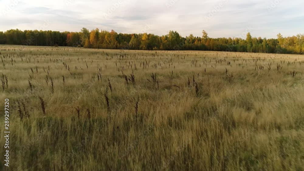 Drone flying in autumn rise above wild grass field and forest