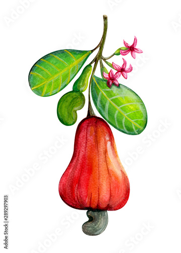 watercolor cashew on white background,watercolor cashew nuts with leaves, fruit and flowers illustration.
