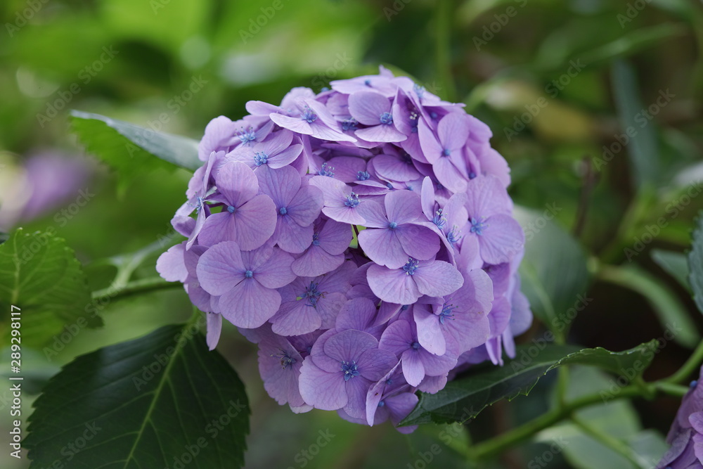 紫陽花 紫陽花
