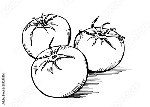 Hand-drawn illustration material: vegetables, tomato