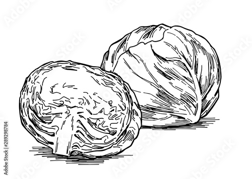 Hand-drawn illustration material: vegetables, cabbage