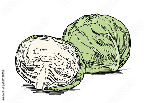 Hand-drawn illustration material: vegetables, cabbage