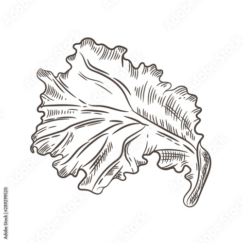Lettuce leaf. Sketching graphics. Engraving. Vintage illustration.