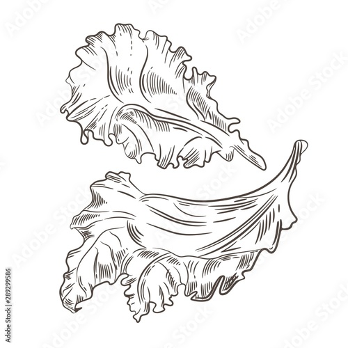 Lettuce leaf. Sketching graphics. Engraving. Vintage illustration.