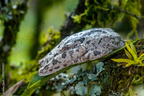 THE BLACK AND WHITE FROG photo