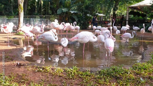 flamingos walkin in the water photo