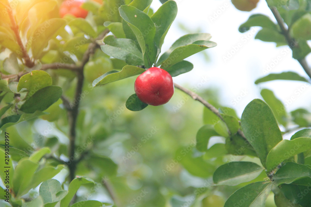 Fresh organic Acerola cherry on the tree