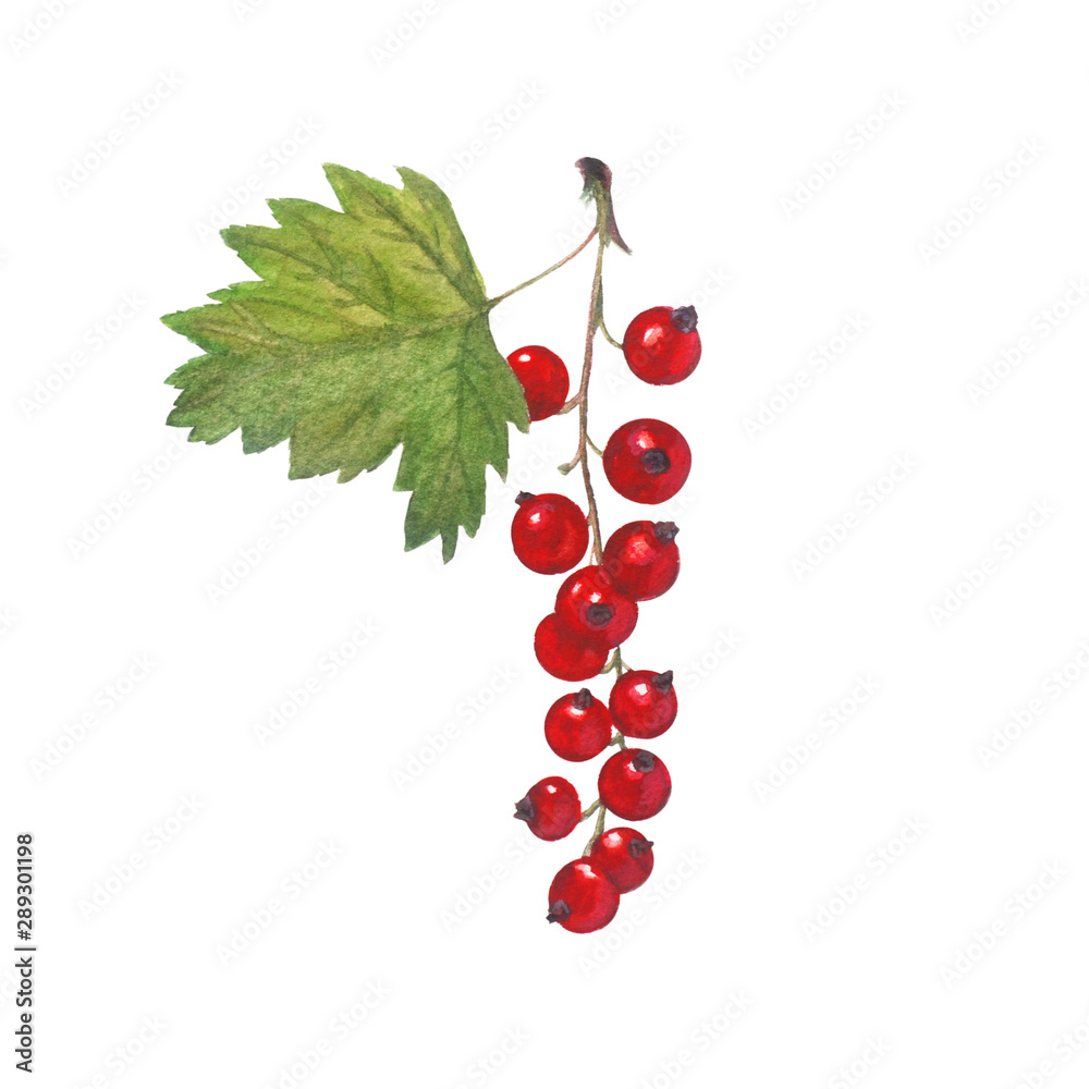Fresh currant  isolated on a white background.