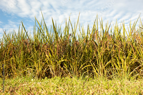 riceberry in nature field and sky photo