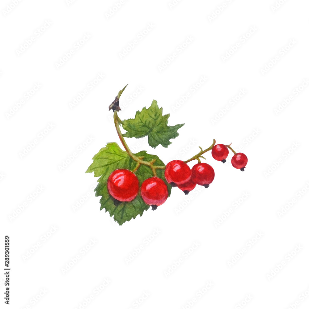 Red currant isolated on a white background. Red currant isolated on a white background.