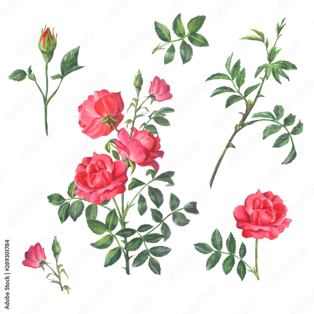 Set of twig red rose with buds and leaves isolated on a white background.