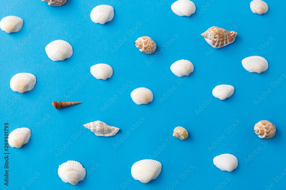 sealife and summer concept - different sea shells on blue background