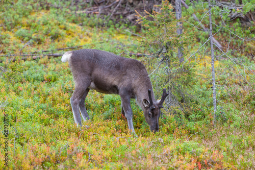 Joven reno (Rangifer tarandus) comiendo en un bosque