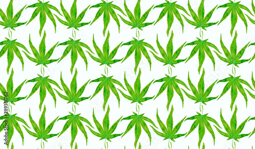 Japanese maple  marihuana shape  green leaves  hand painted watercolor illustration  seamless pattern design on white background