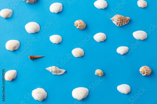 sealife and summer concept - different sea shells on blue background