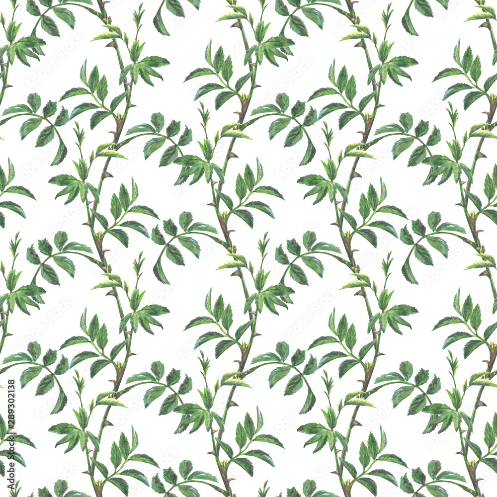 Beautiful pattern of curly branches of roses with green leaves Beautiful pattern of curly branches of roses with green leaves