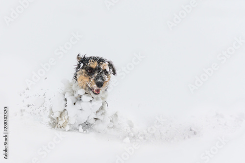 Photography Jack Russell Terrier dog in the snow