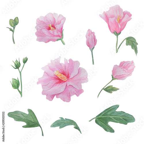 Watercolor illustration  mallow  Syrian rose .  Set of flowers elements.