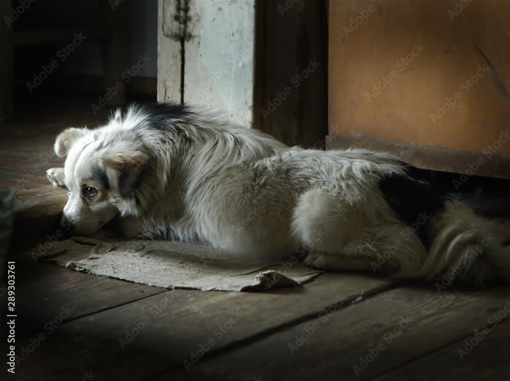 sad dog sad dog