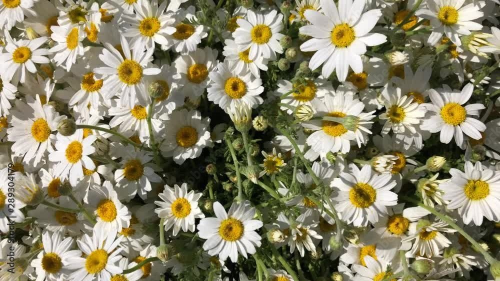 background with daisy flowers in spring background with daisy flowers in spring